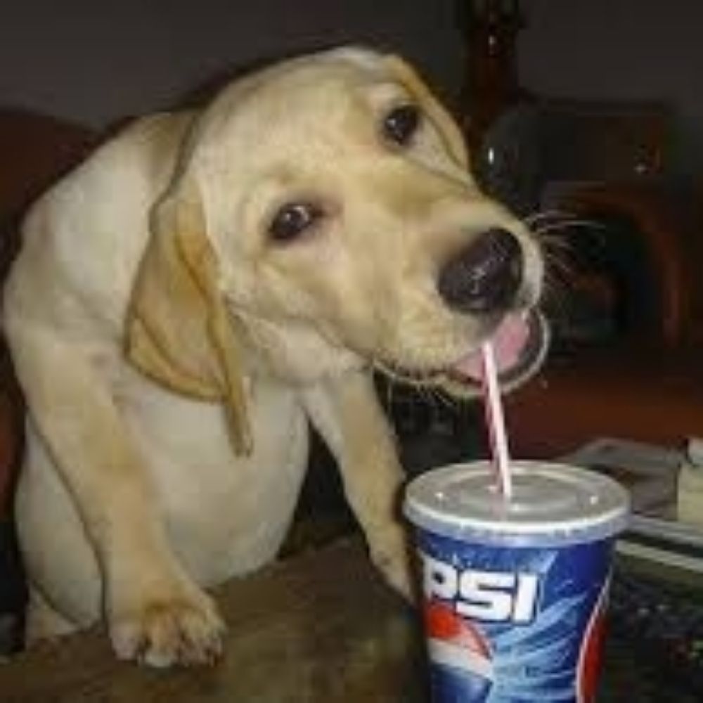 Pitsa