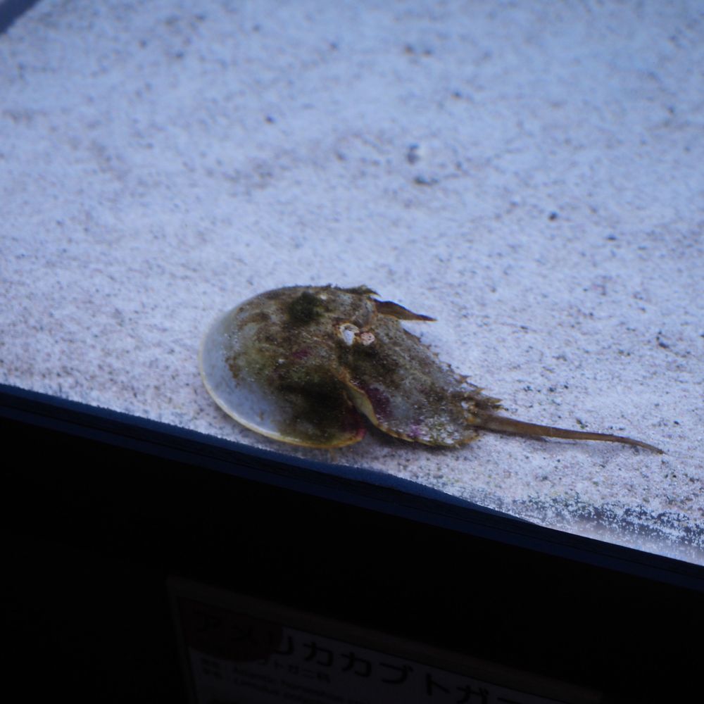 タマシダ