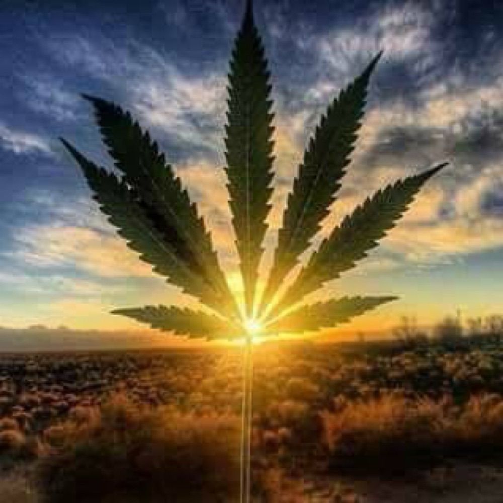 grannyweed.bsky.social profile picture