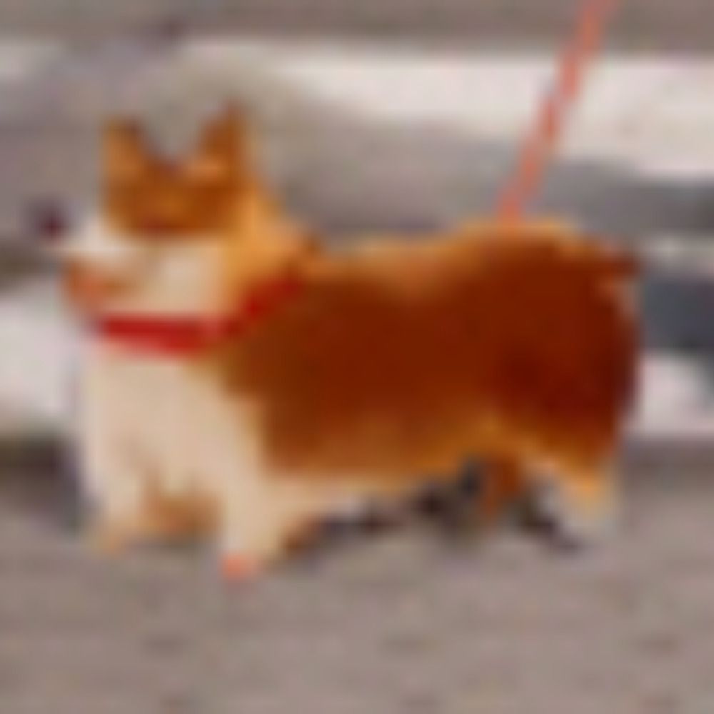 1kitwonder