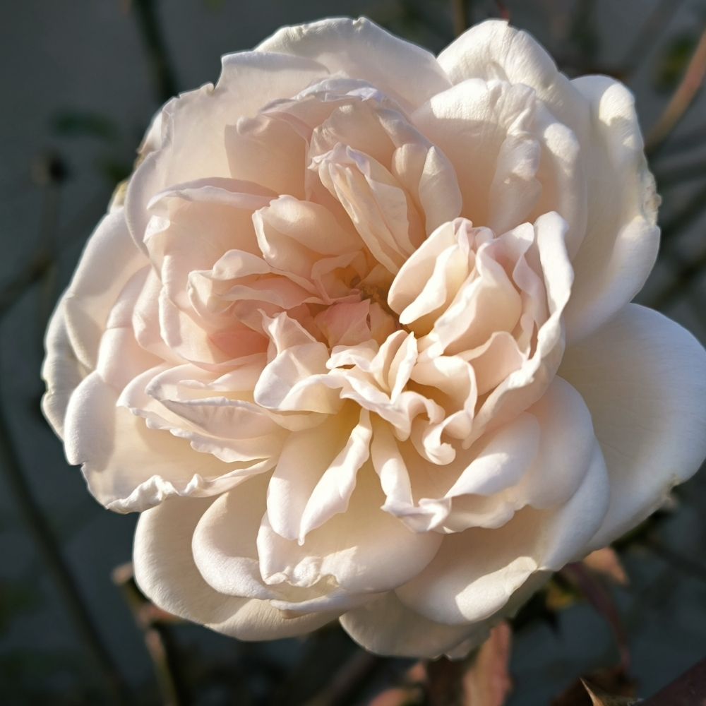 Roses Anciennes - Vintage Roses