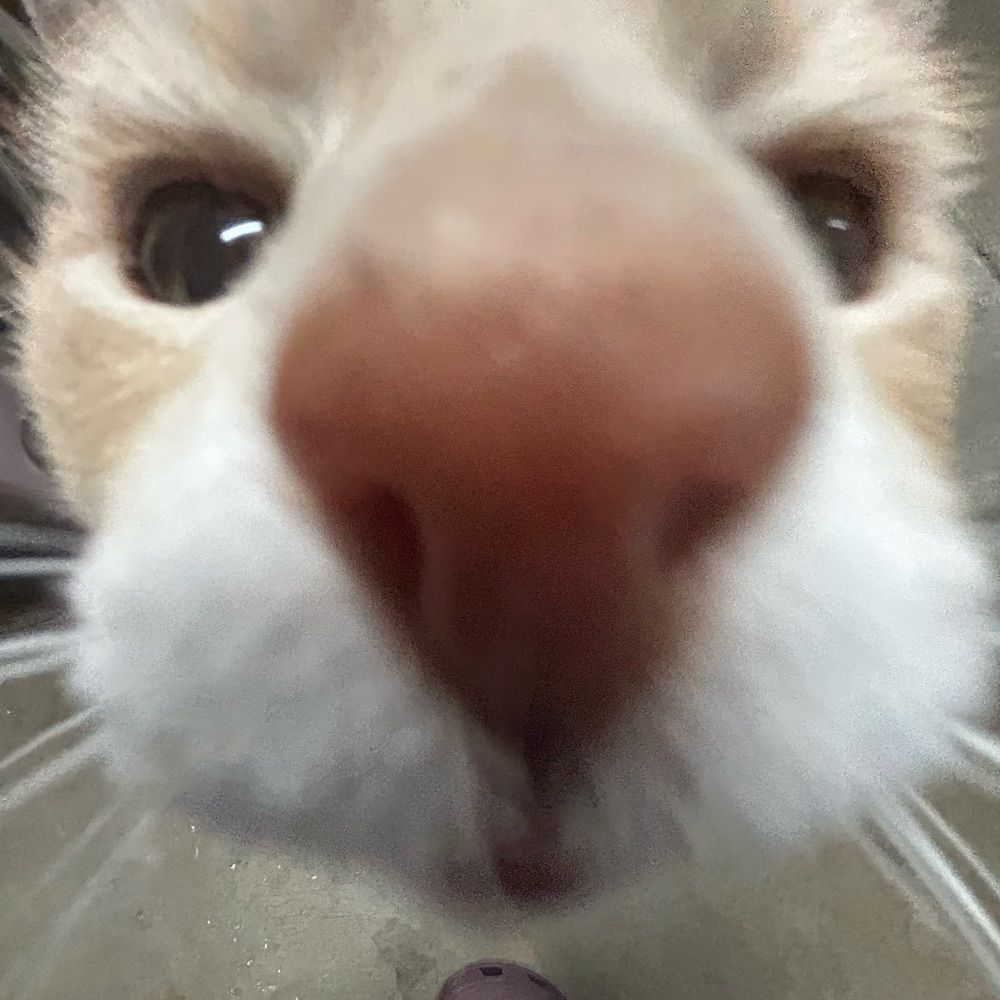 mae