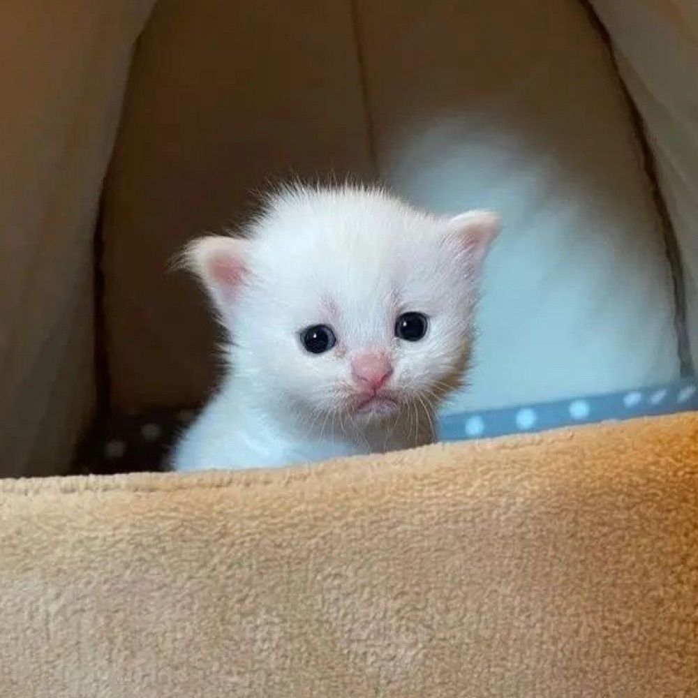 durca