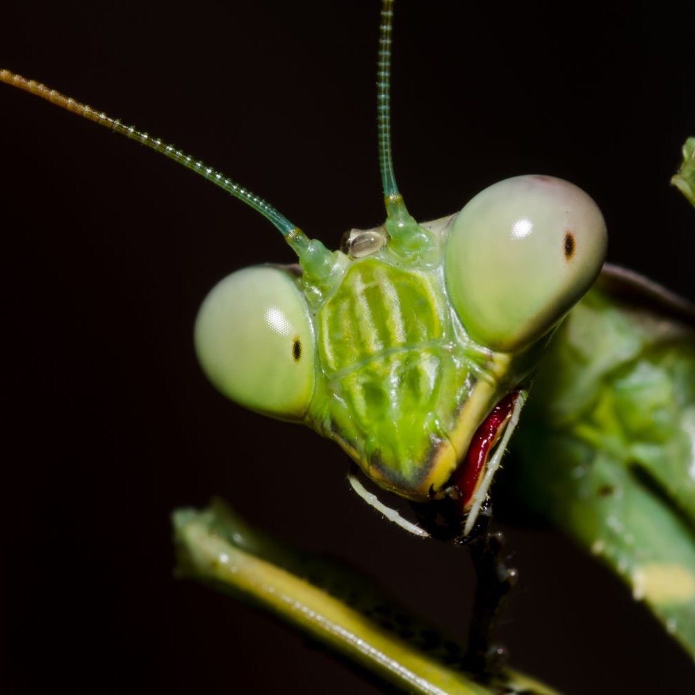 mantis thing🏳️‍🌈