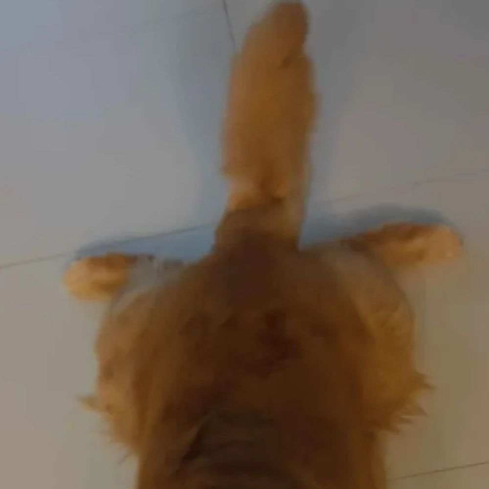 瘋子