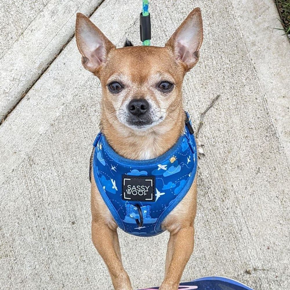 Tommy Two Socks The Chi 