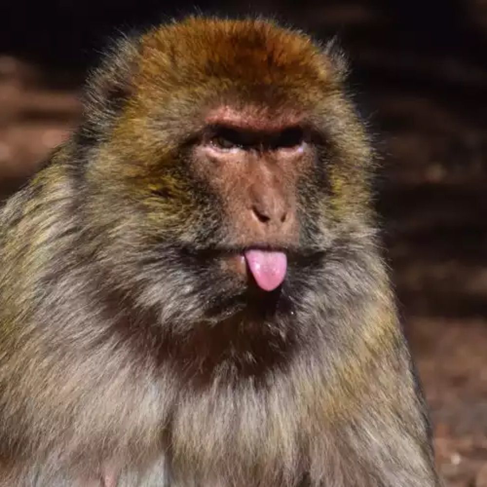 Macaque 92i 🏴