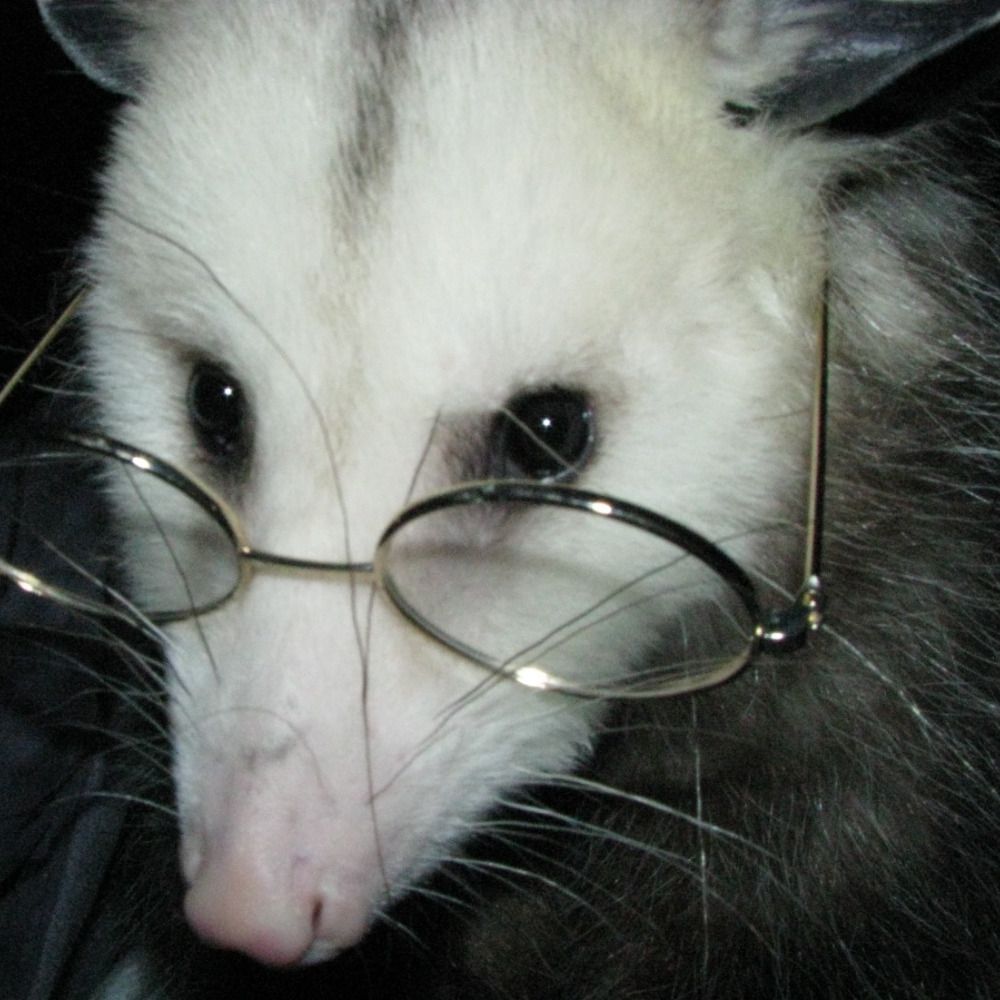Ms. Opossum graphs COVID data.'s avatar