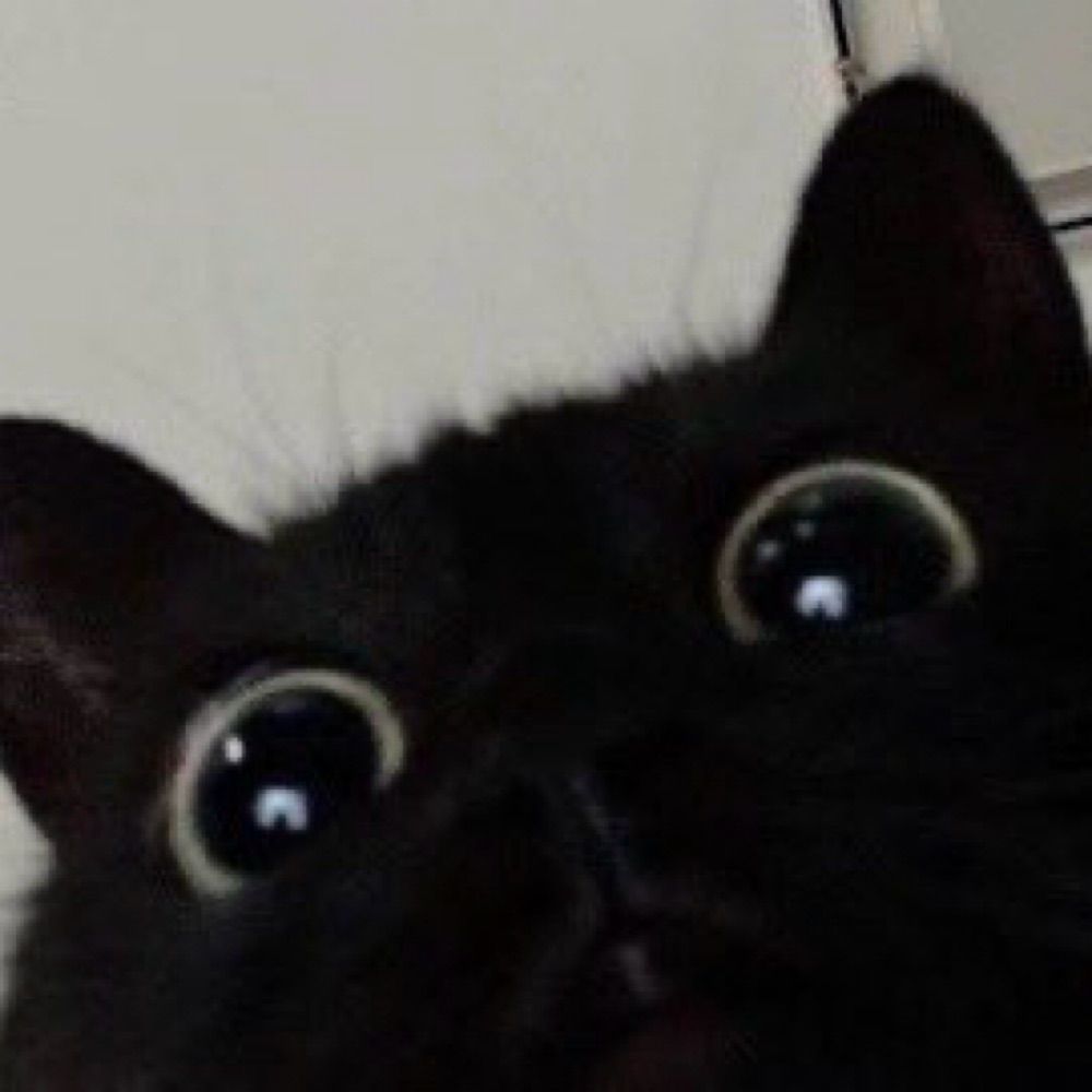 nero 🐈‍⬛