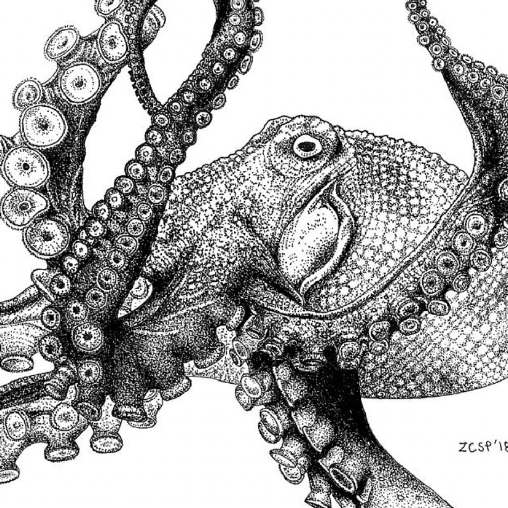 In An Octopus’s Garden…'s avatar