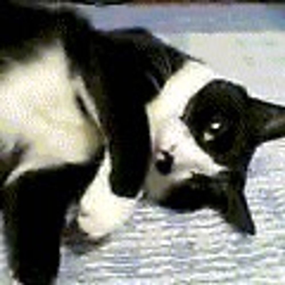 みぃ🐈‍⬛🐾🐗