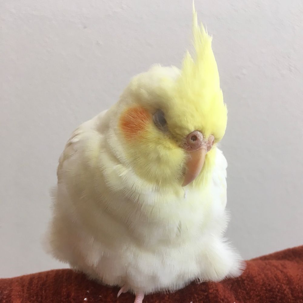 アルス🐤鳥軍団