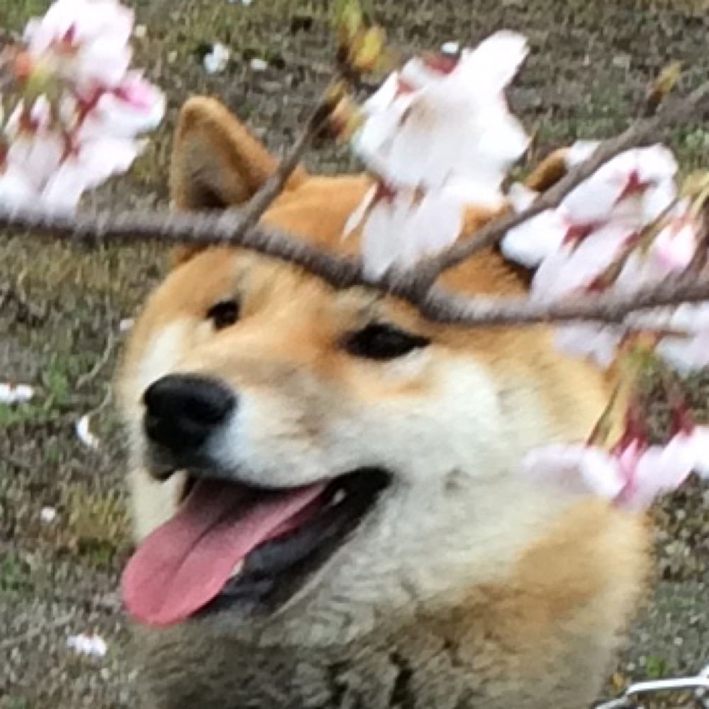 curuno