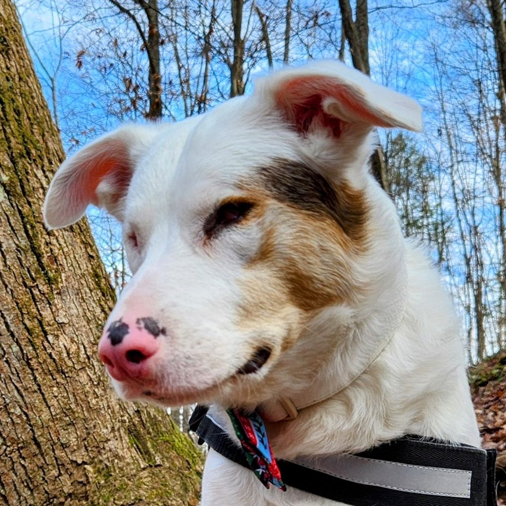 Polaris the Deafblind Dog