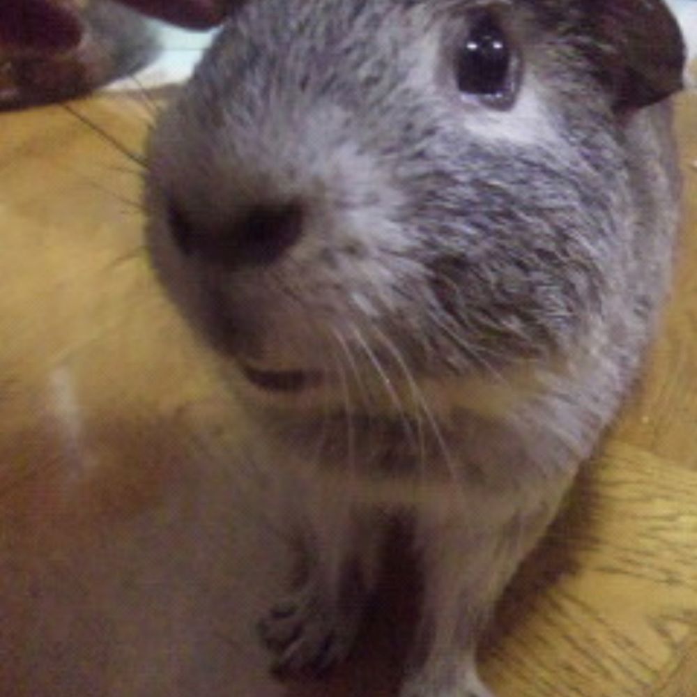 すすぎ