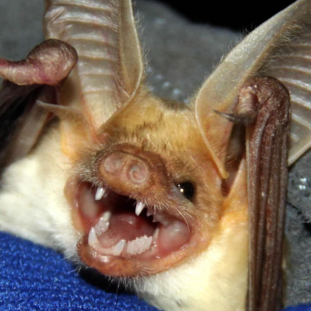 Wolfgang