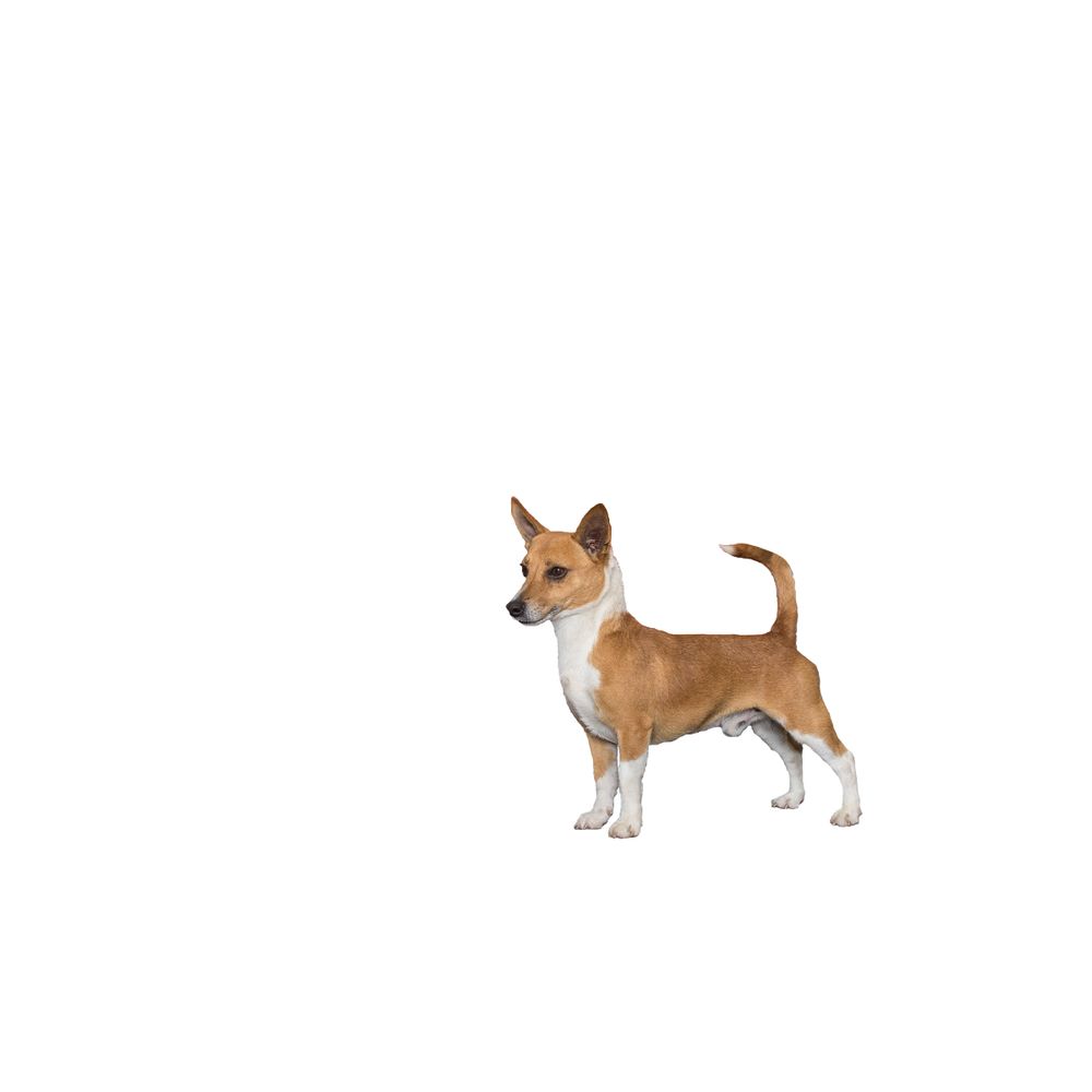 Portuguese Podengo Pequenos
