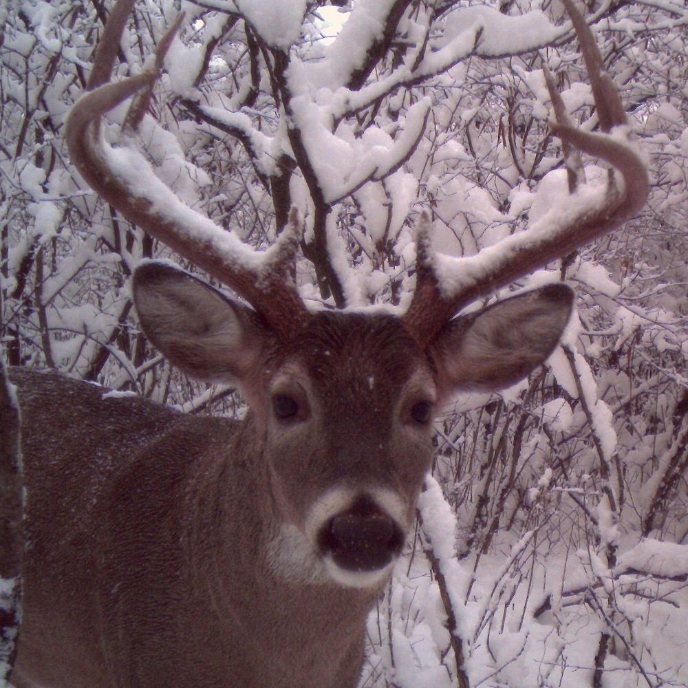 🦌🇵🇸
