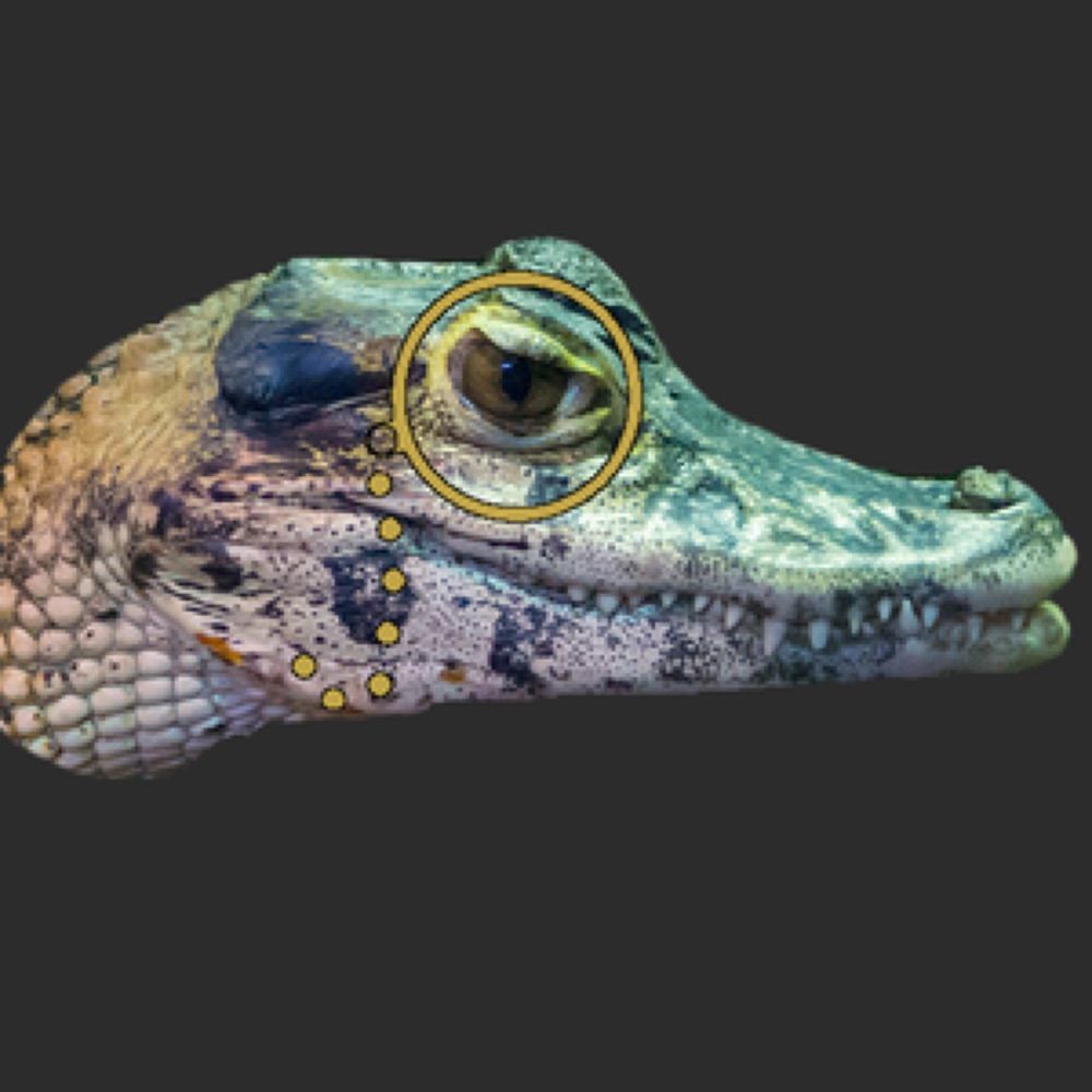 Caiman