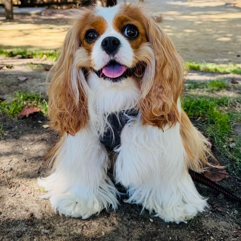 Lexi the Cavalier 🐶