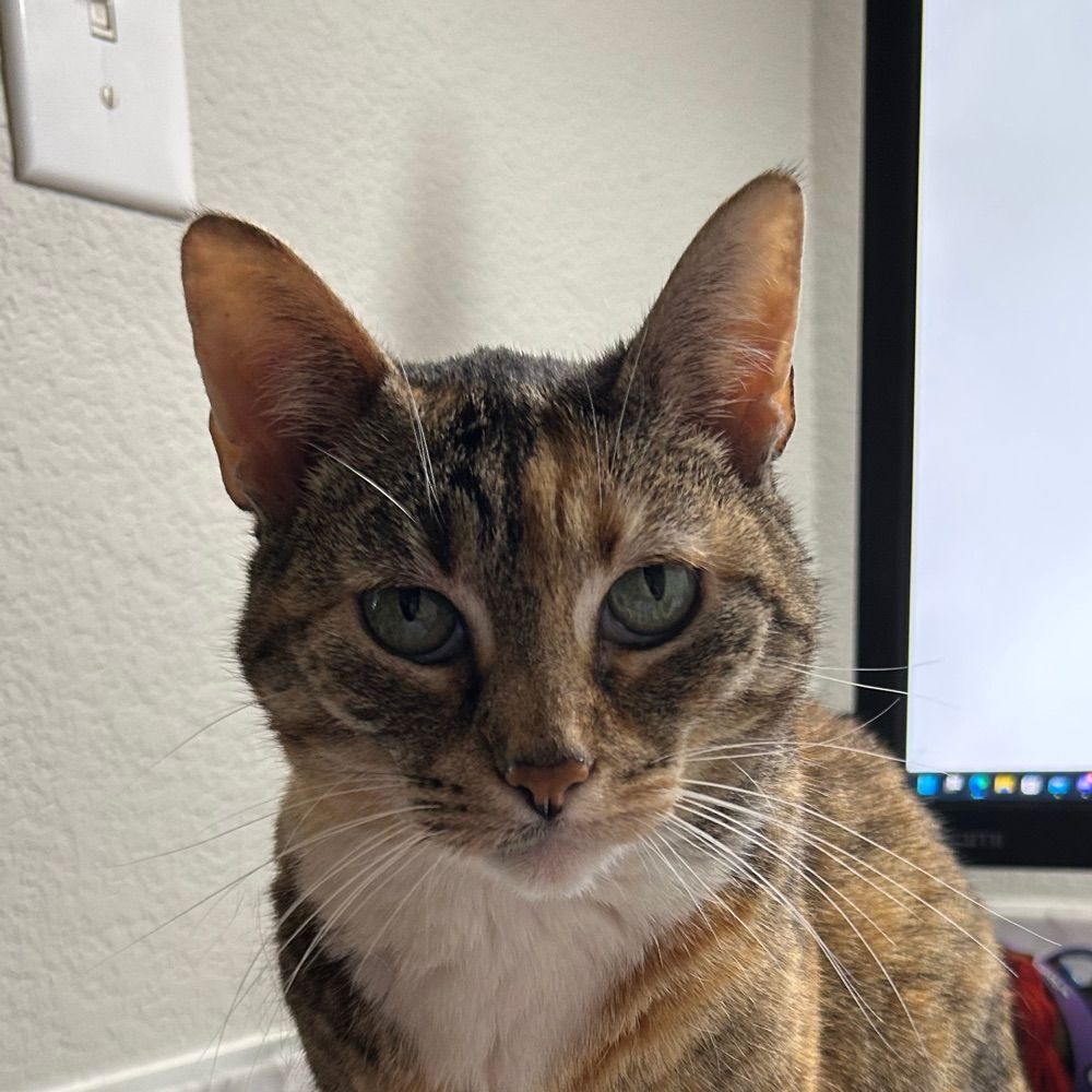 ali 