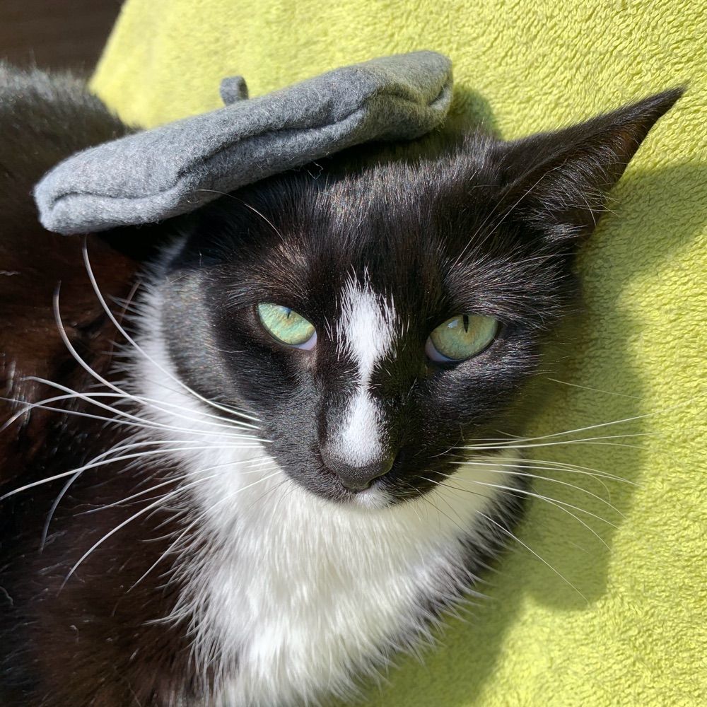 Stumpy Cat