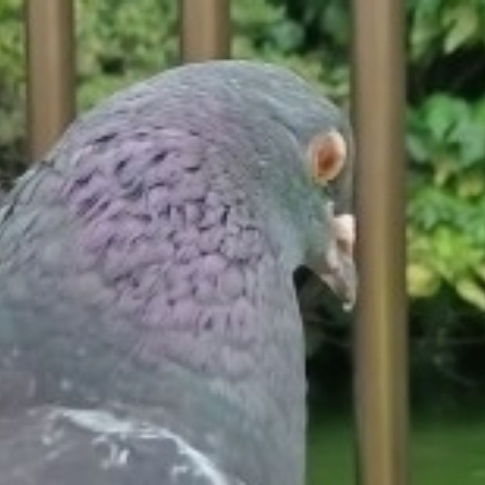 わふ