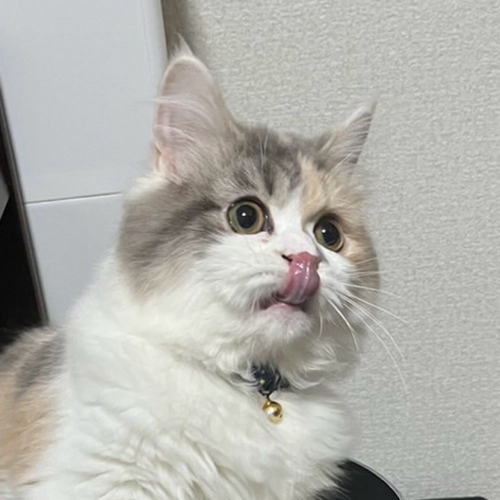 如月峰雪