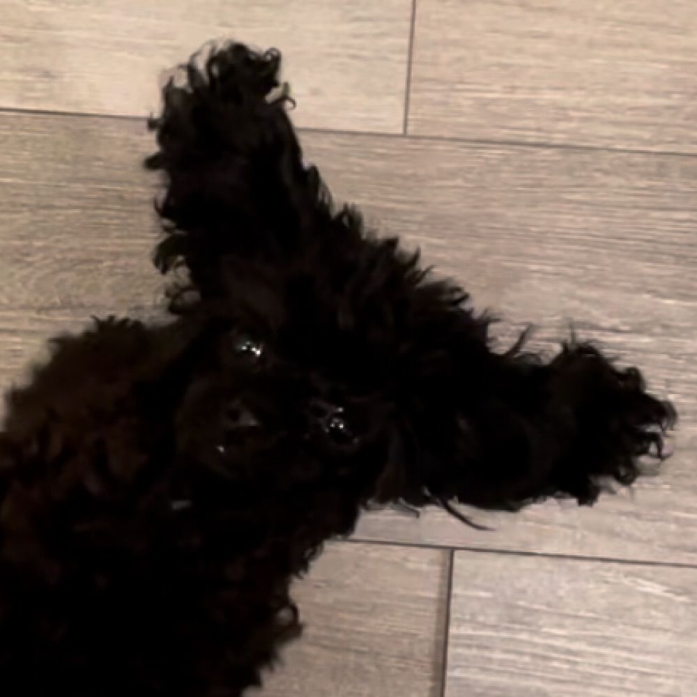 a puppybat