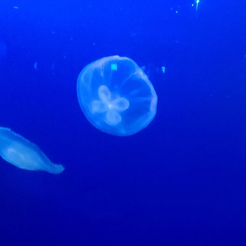らむね
