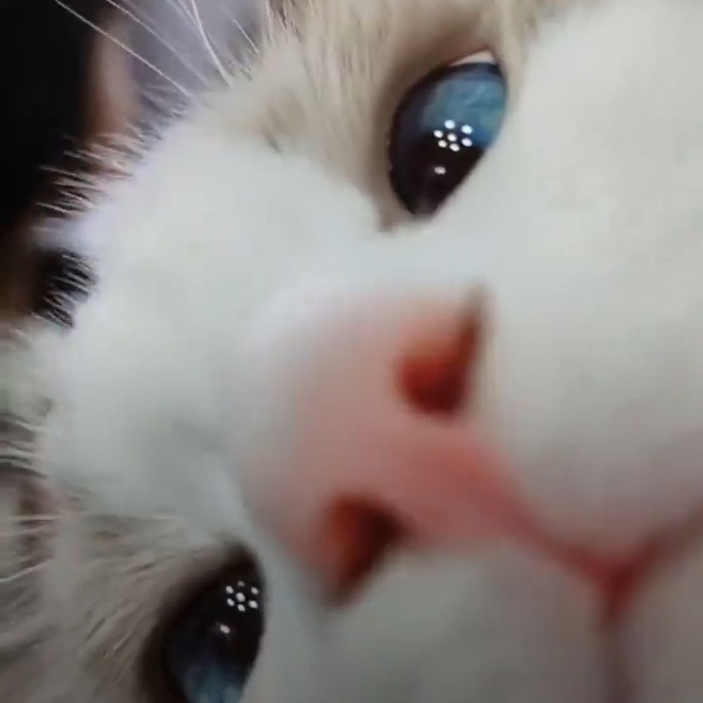 Kitteh3
