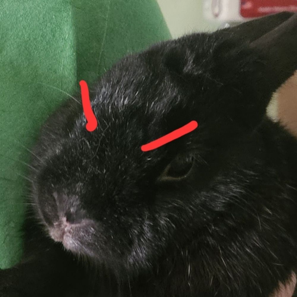 Zekaiyu Narcosleepy