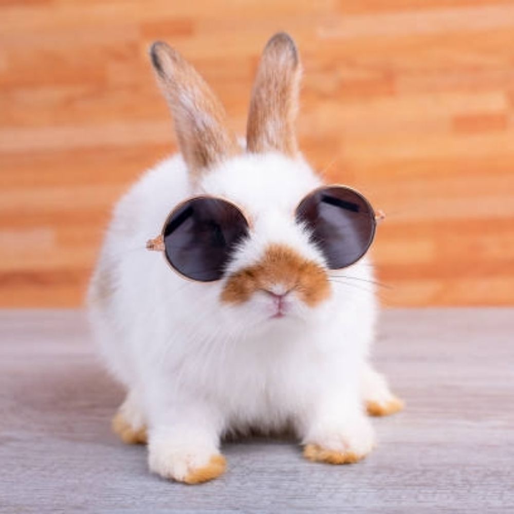 Rabbit!