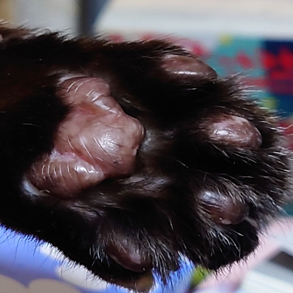 ガラねこ