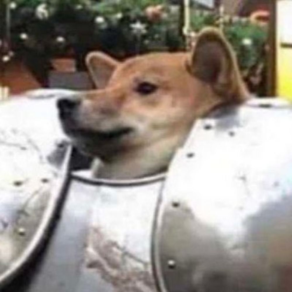 Mr. Nice Doge