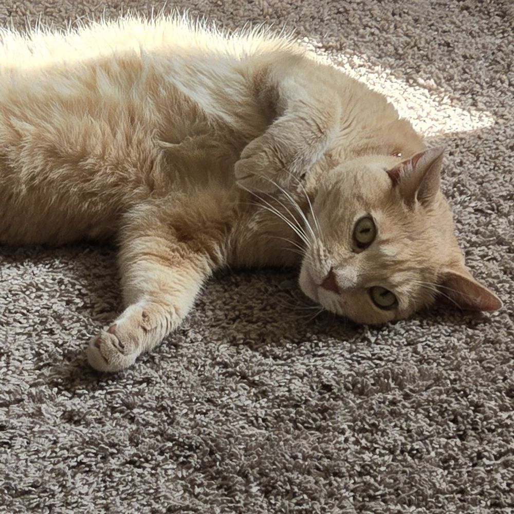 Jak