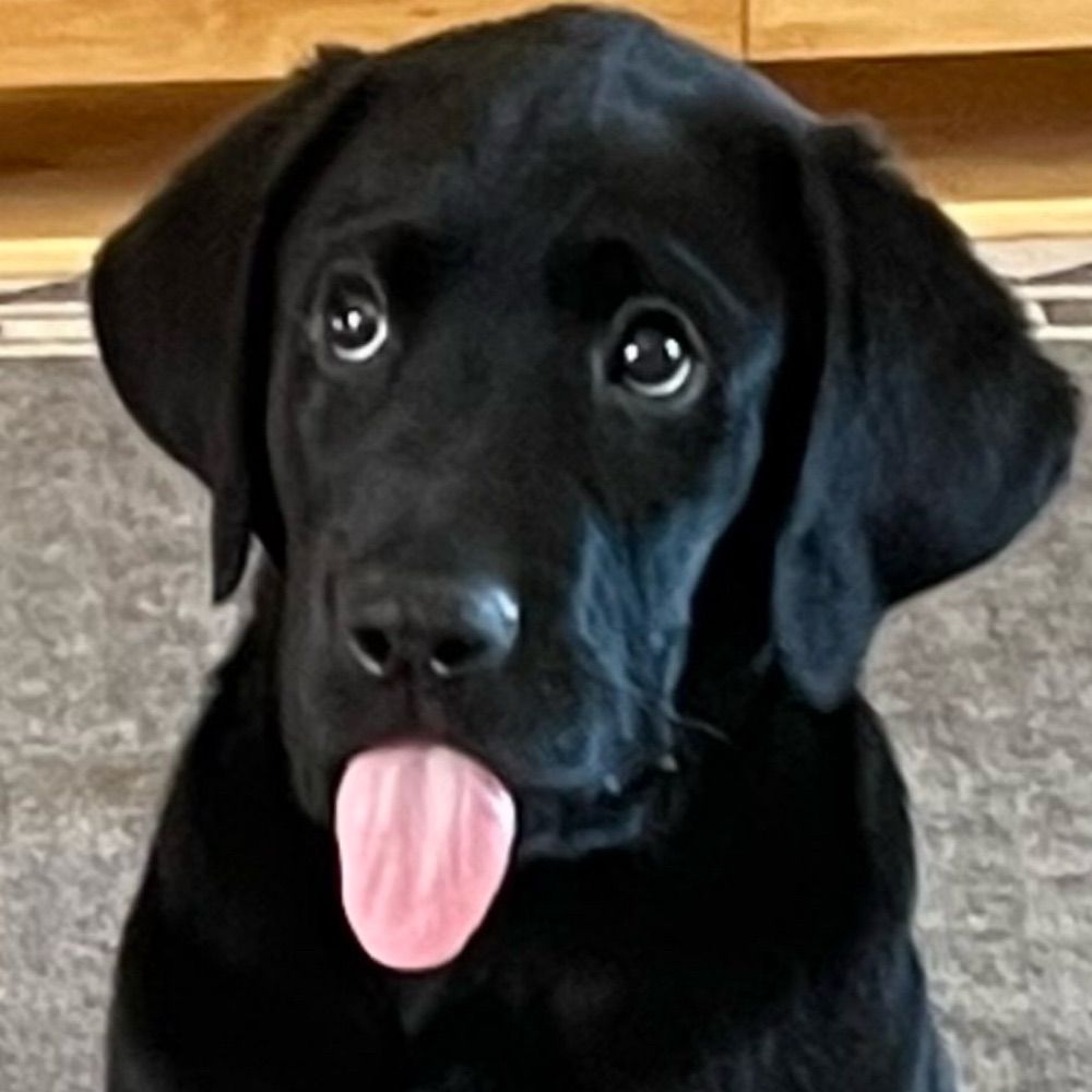 Labradorasaurus