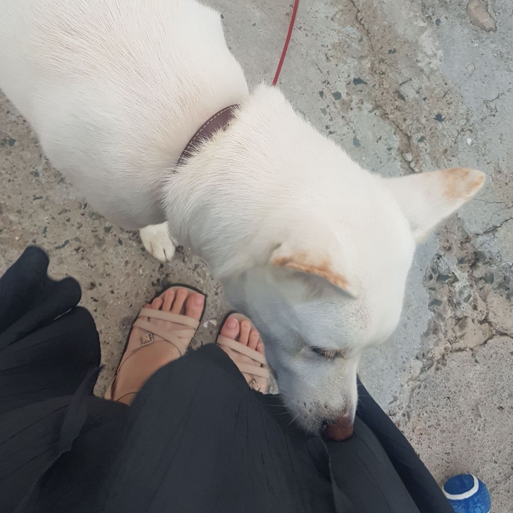 모르디
