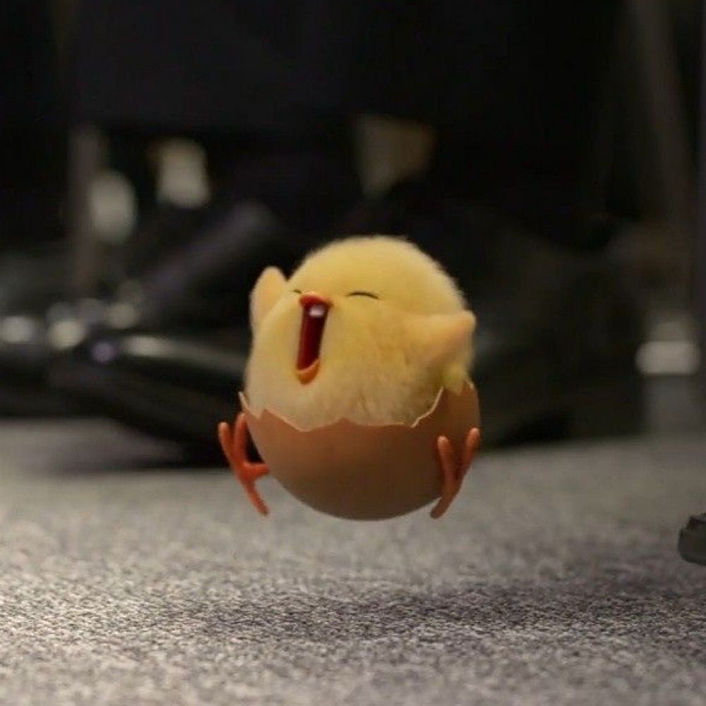 🐥