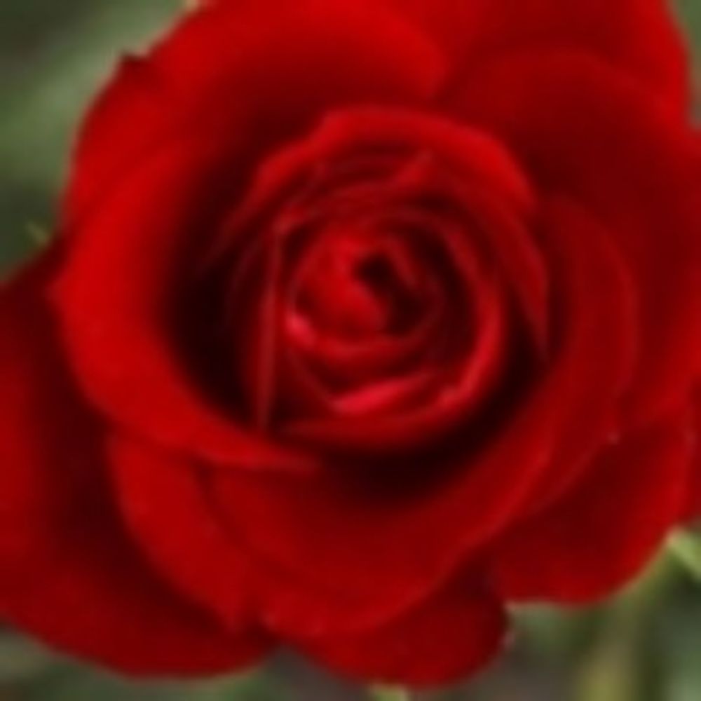 Rose of Pollux