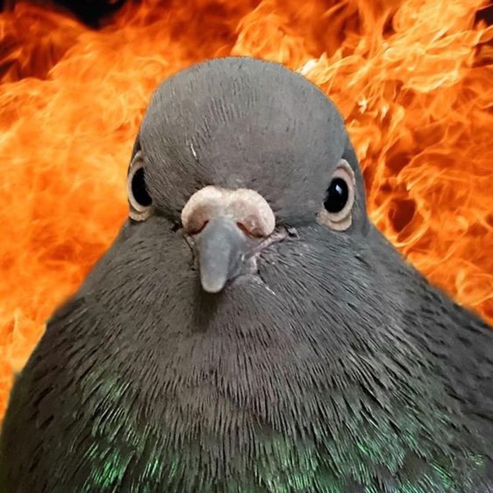 Ten Pigeons in a Hoodie
