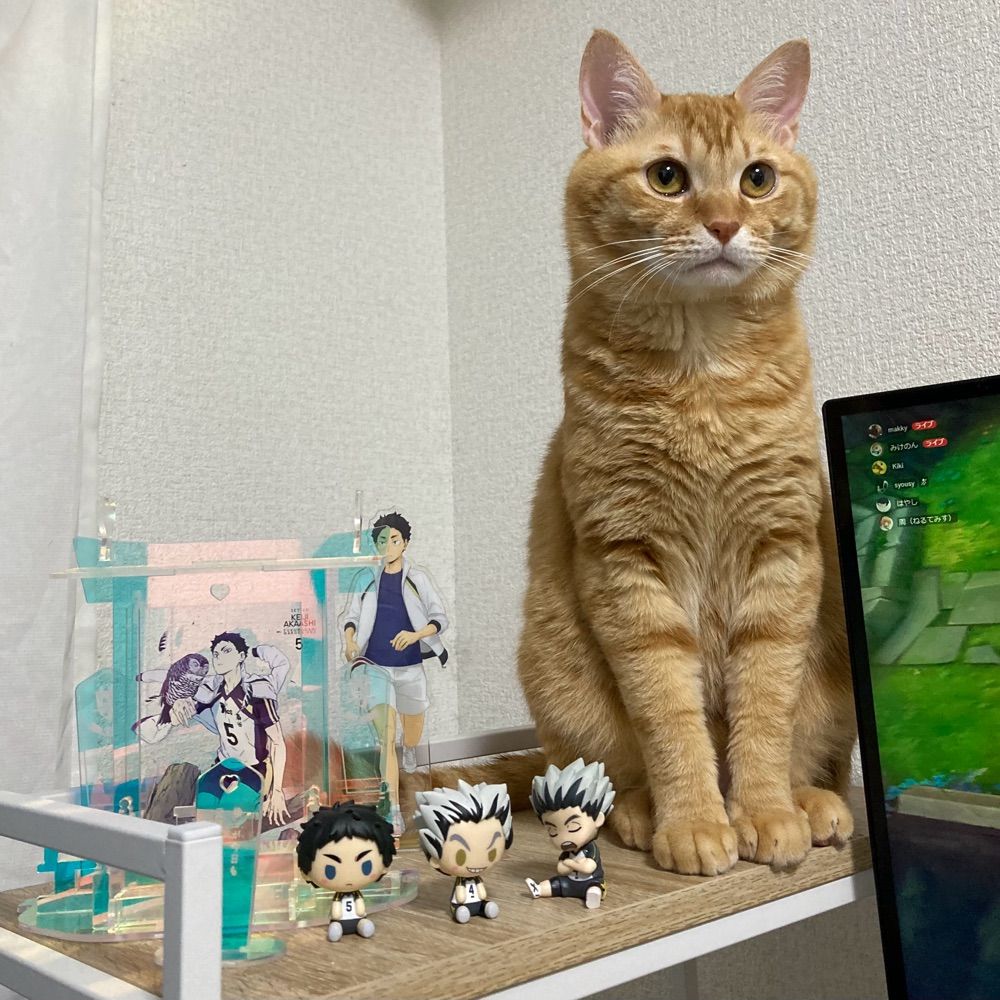 はやし