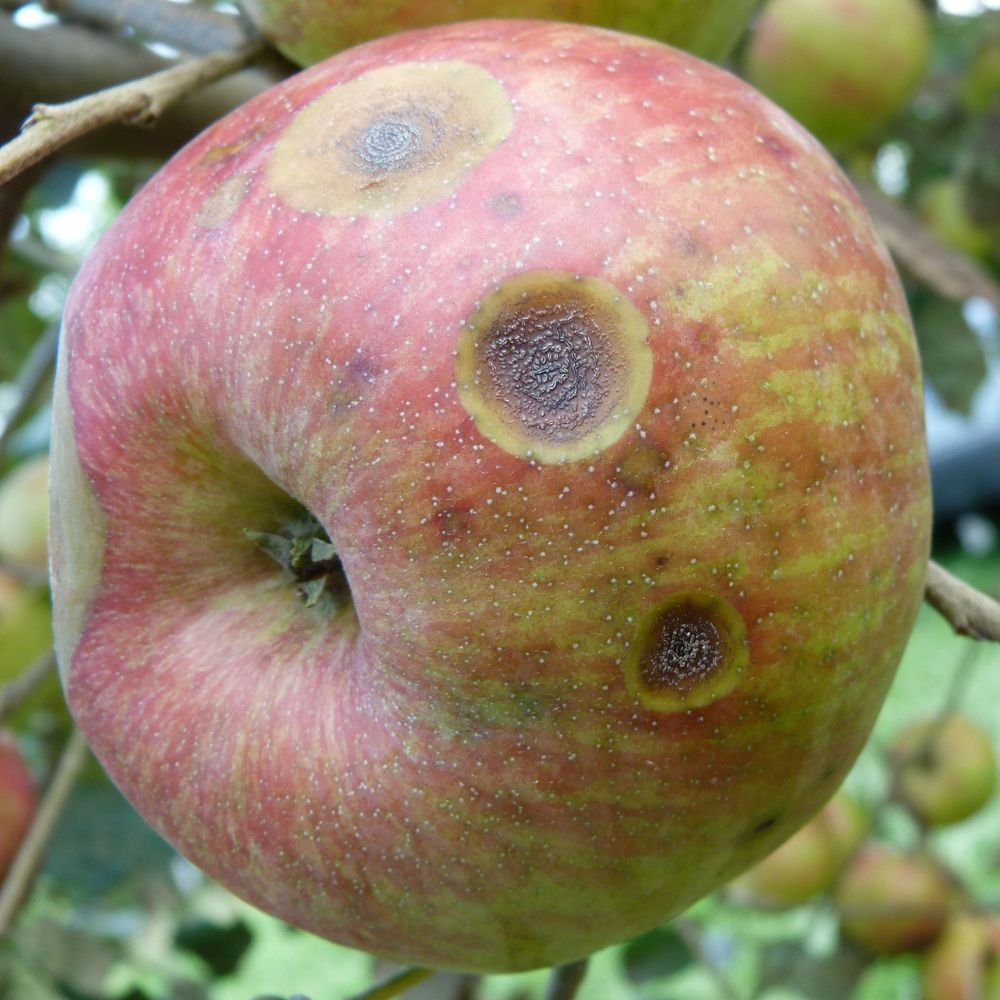 PSU Tree Fruit Doctor