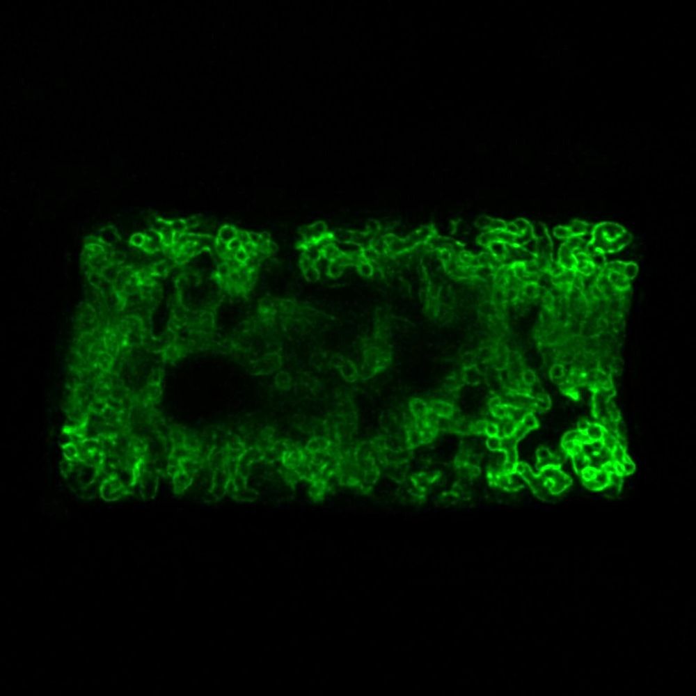 Paszkowski Lab