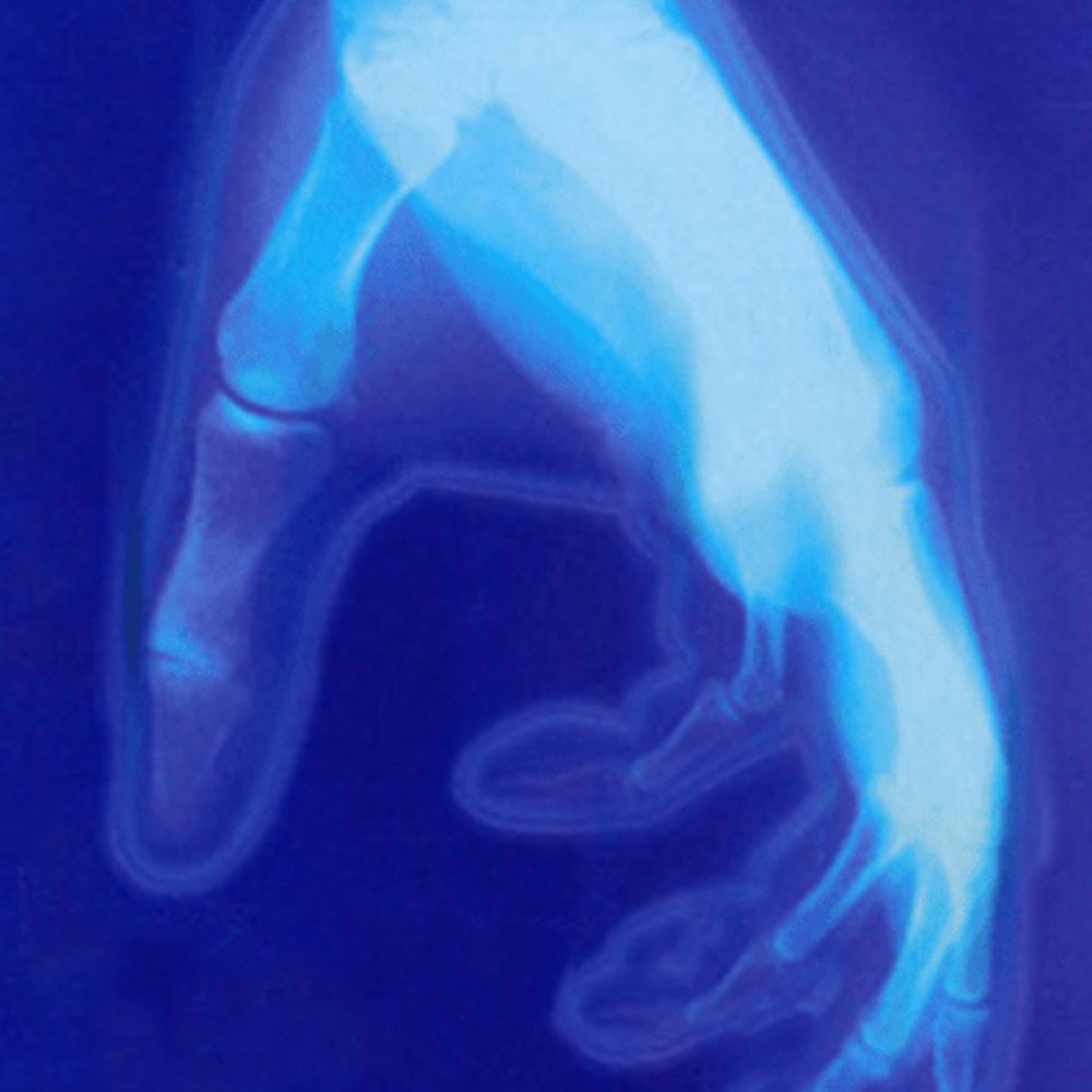 Azul Rex