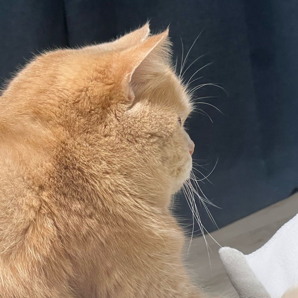 깅강긍