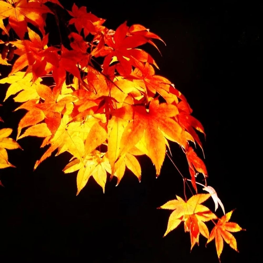 紅葉殿下