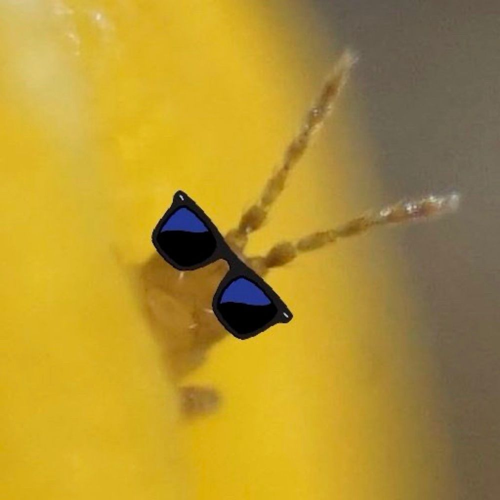 Yokajú