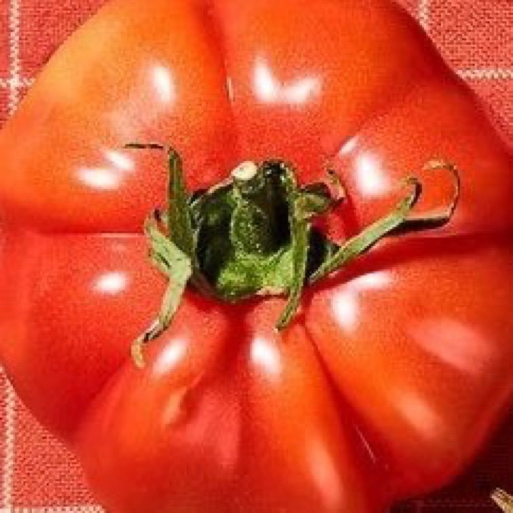 syd 🍅