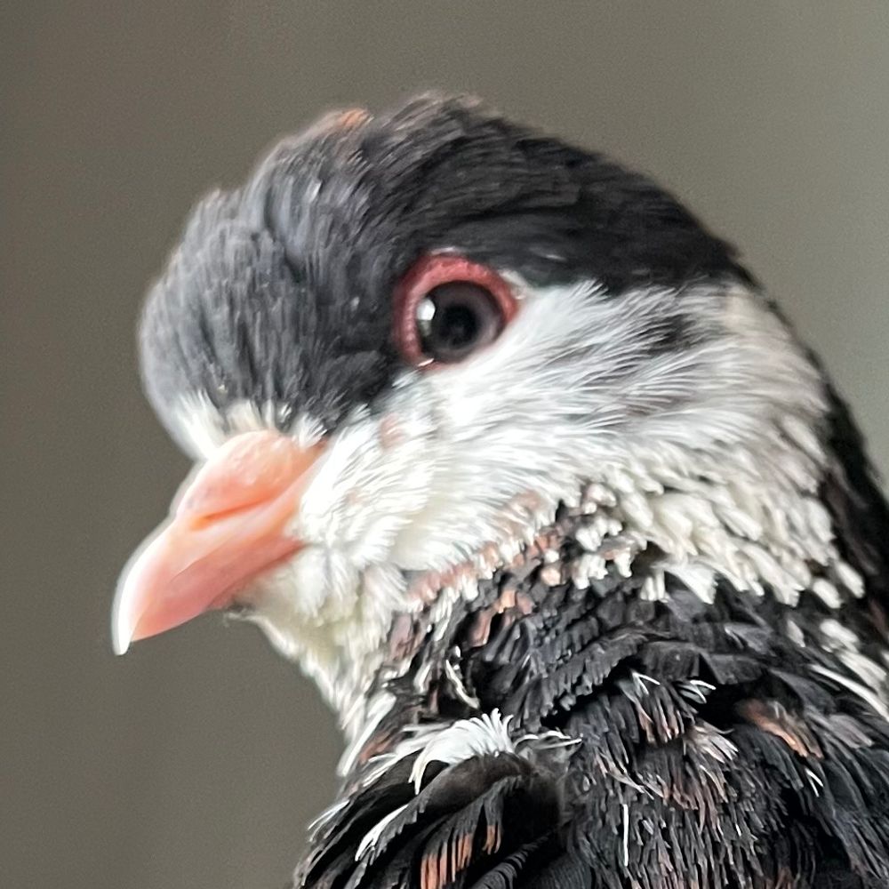 Orbital Pigeon